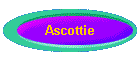 Ascottie
