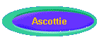 Ascottie